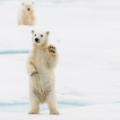 Climate change: Most polar bears could struggle to survive in the ...