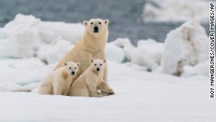 Study finds some hope for polar bears in an Arctic with less sea ice - Vox