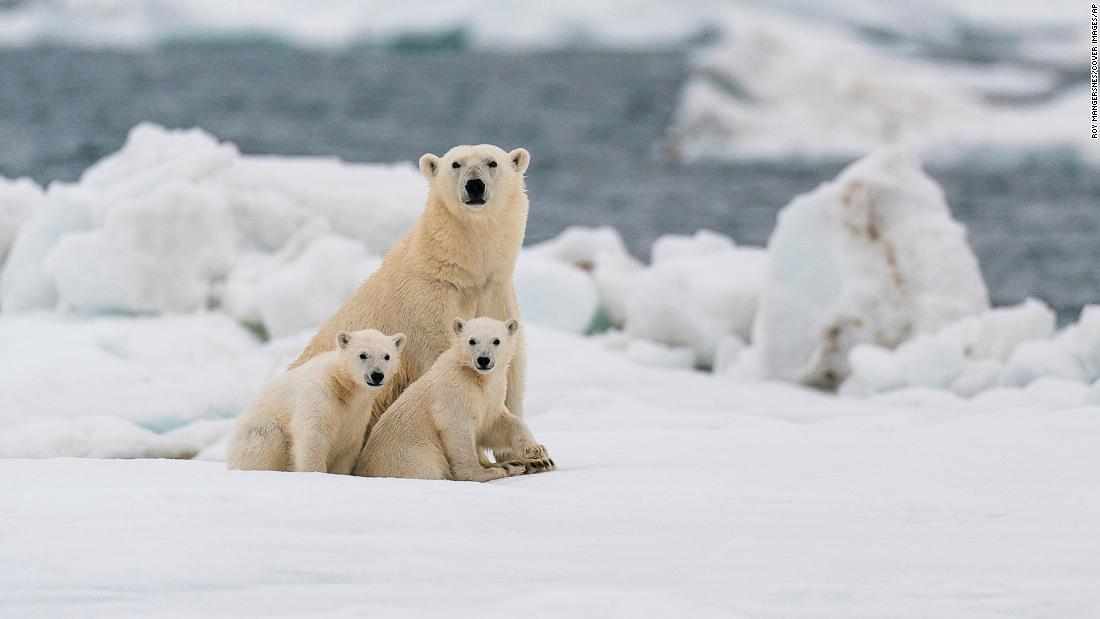 What Temperature Do Polar Bears Live In