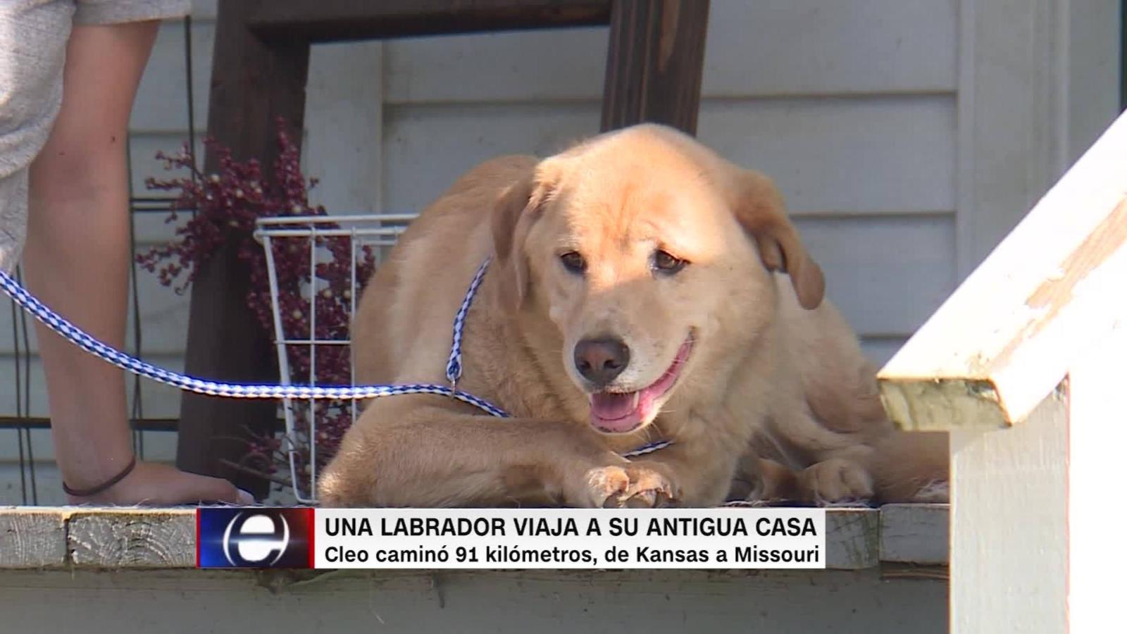 cuando llegaron los labrador retrievers a america