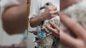 Watch vets rescue seagull caught in disposable mask