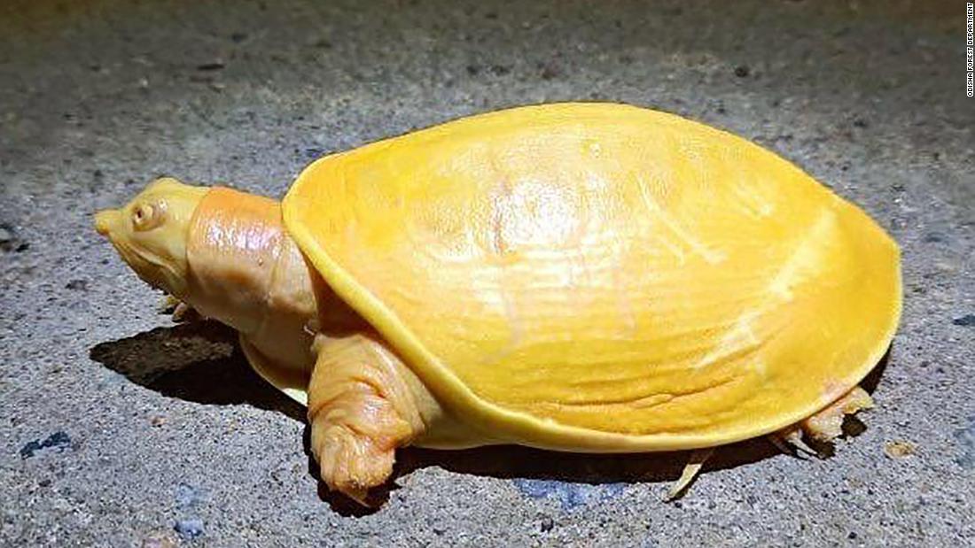 Rare yellow turtle found Ƅy farмer | CNN