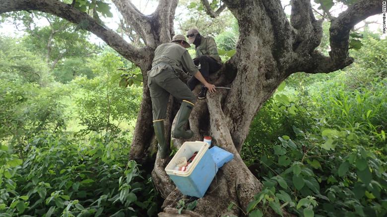 Researchers Noah Rose and Gilbert Bianquinche survey a tree hole for Aedes aegypti larvae. More than half of the world's population lives in areas where Aedes aegypti mosquitoes are present.
