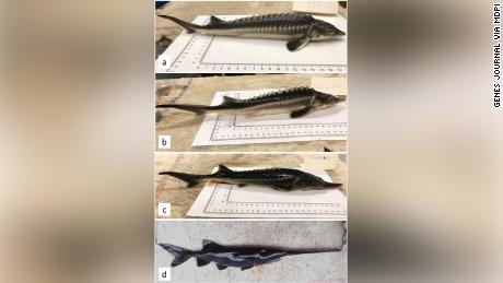 The &quot;sturddlefish&quot; hybrids vary in their resemblance to their parent sturgeon, but most of them have the same ridged back and short snout. From J. Kaldy, A. Mozsar, G. Fazekas, M. Farkas, D. Lilla Fazekas, G. Lea Fazekas et al./&quot;Genes&quot; 