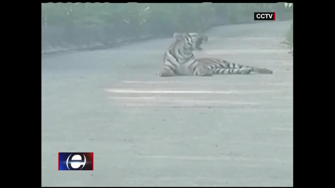 Un tigre sorprende a conductor en medio de una carretera en China - CNN  Video