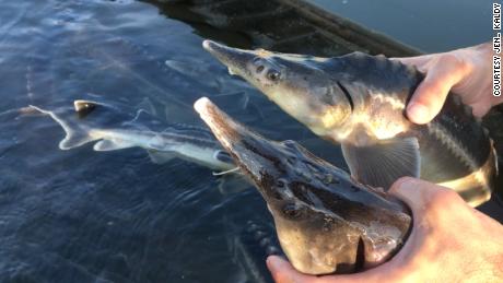 The &quot;sturddlefish&quot; live at a Hungarian research facility where there&#39;s no chance they&#39;ll invade natural waters. 