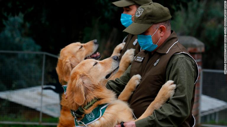 En Chile planean usar a cuatro perros para detectar a casos de covid-19 |  Video | CNN