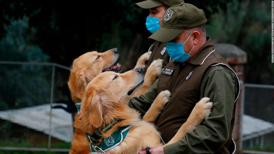 Chile wants Covid-19 sniffer dogs to help reopen public spaces