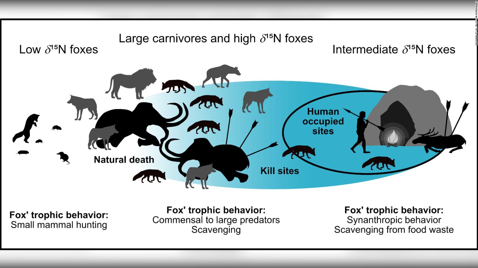 Arctic foxes scavenged leftovers from humans 42,000 years ago - CNN