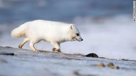A modern Arctic fox makes its way across the tundra in Sweden in May 2018.