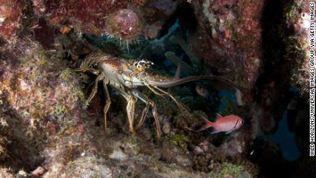 A healthy Caribbean spiny lobster knows to avoid an infected lobster by smelling the chemicals in its urine. 