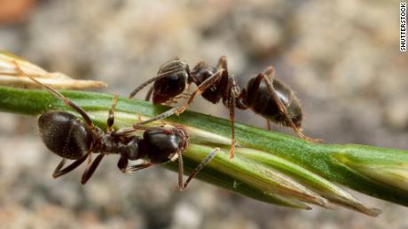 Garden ants have been shown to practice social distancing when one of their own is sick. 