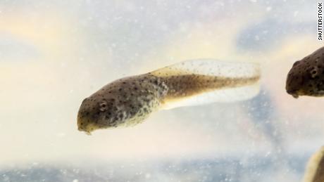 An American bullfrog tadpole can smell the chemicals from an infected tadpole so it knows to stay away.