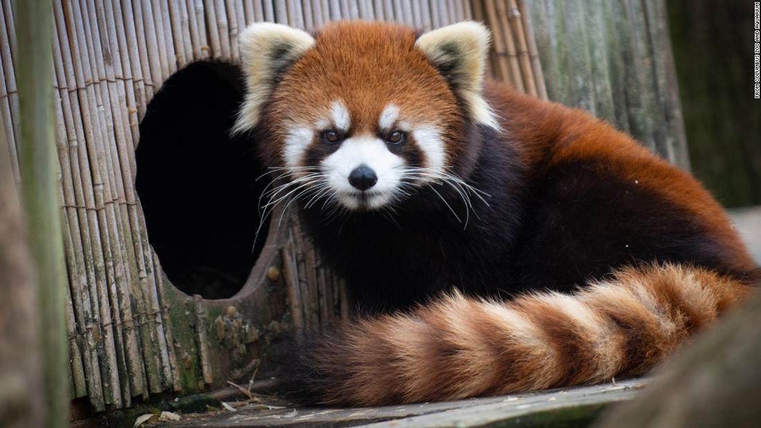 A red panda is missing from her habitat at an Ohio zoo, but she's not dangerous