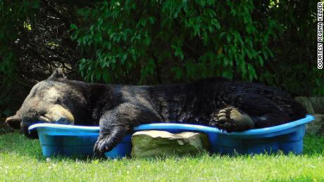 A large black bear wandered into Regina Keller&#39;s yard and decided to stay awhile. 