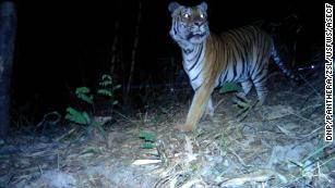 Habitat connectivity for endangered Indochinese tigers in Thailand -  ScienceDirect