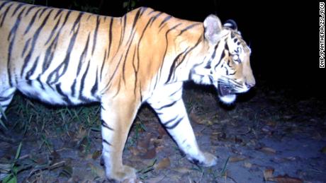 Remote camera traps captured three young Indochinese tigers over a period of several months in western Thailand.