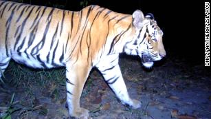 Habitat connectivity for endangered Indochinese tigers in Thailand -  ScienceDirect