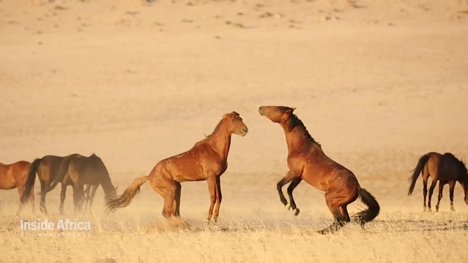Saving Namibia S Wild Horses Cnn Video