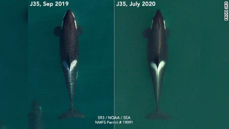 Aerial images of Tahlequah in September 2019, left, and more recently in July 2020, in her last stages of  pregnancy.
