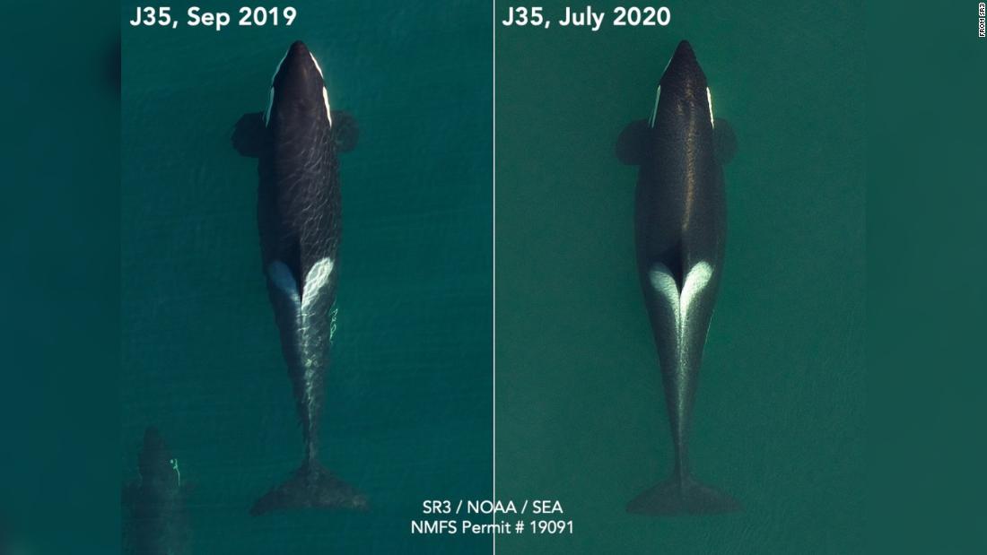 Aerial images of Tahlequah in September 2019, left, and more recently in July 2020, in her last stages of pregnancy.