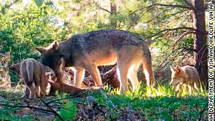 [Image: 200728224701-california-wolf-pups-file-p...us-169.jpg]