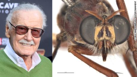 Marvel Comics icon Stan Lee and the Daptolestes leei fly.