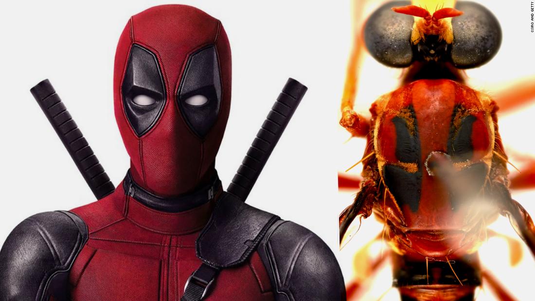 Australia names new species after Deadpool, Thor, and other Marvel favorites
