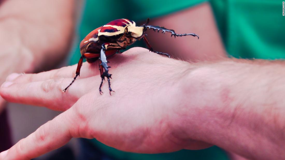 Native to Africa&#39;s tropical forests, giant or Goliath beetles (Goliathus giganteus) are among the largest insects. They only range from 2 to 4.3 inches long, but they can weigh up to 3.5 ounces — that&#39;s nearly as heavy as a baseball. 