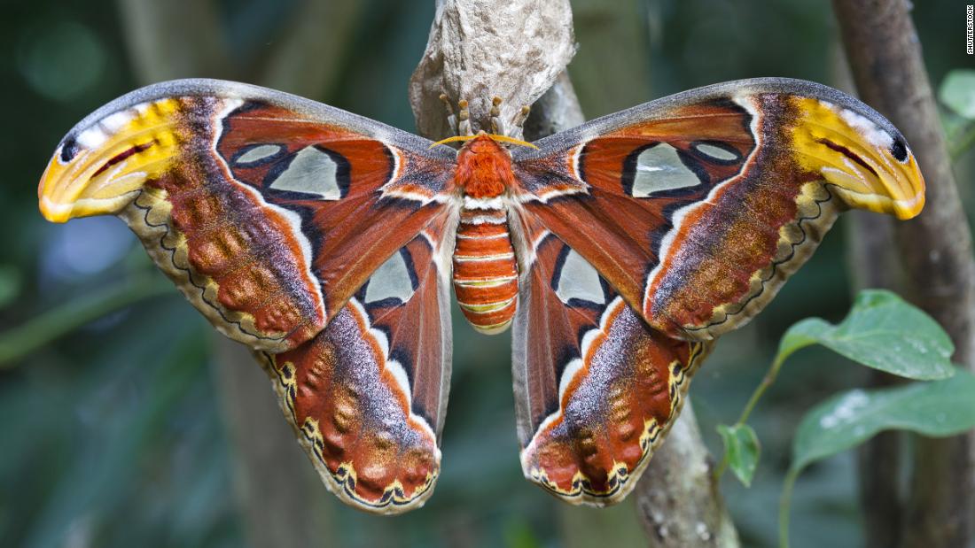 The atlas moth (Attacus atlas) is a large moth native to the forests of Asia. Its wingspan measures up to 9.4 inches. Since the moth has no mouth, it doesn&#39;t eat once it has emerged from the cocoon — shaving days off its only one- to two-week life span. 