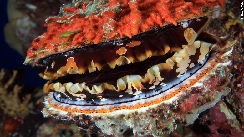 Dikenli istiridye (Spondylus) gerçek istiridye değildir;  Panama'dan Peru'ya kadar kıyı Pasifik Okyanusu boyunca dağılmış bir tür çift kabuklu yumuşakçalar.  İstiridye kabuğunun kenarı boyunca rengi değişen uzun, omurgaya benzer çıkıntılara sahiptir.