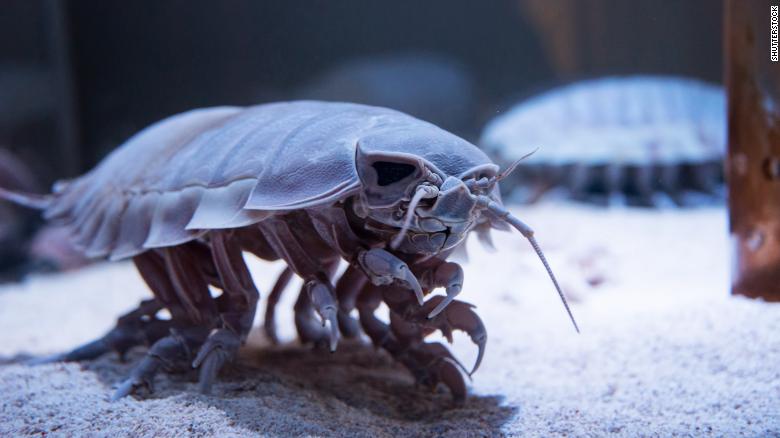 Bathynomus giganteus, suda yaşayan bir kabuklu türü ve dev izopodların bir üyesidir.  Bu izopod, Batı Atlantik'teki soğuk sularda bulunur ve büyük boyutu, derin deniz devliğine atfedilir - soğukta yaşayan omurgasızlar, derin sular büyüdükçe ve daha uzun ömürlü olduklarında.