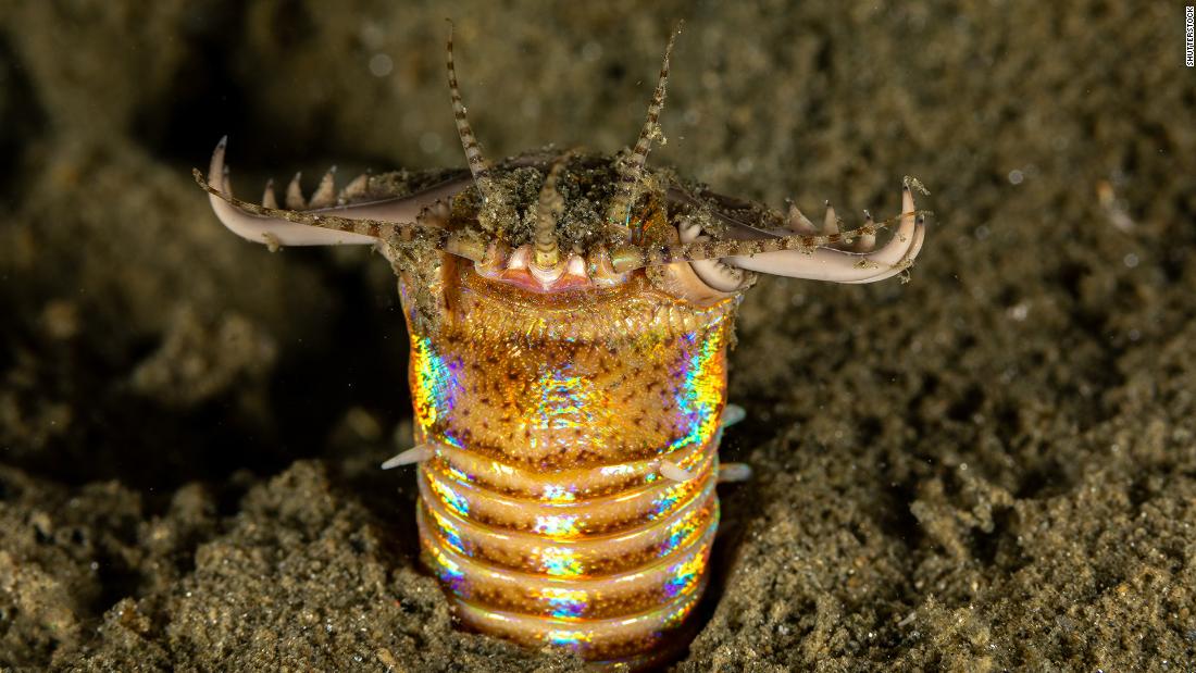 The Bobbitt worm or sand striker (Eunice aphroditois) is an aquatic predatory bristle worm that ranges from 4 inches to 10 feet long and dwells in burrows it creates in the ocean floor. It lives mainly in the Pacific Ocean but can also be found in the Indo-Pacific ocean area. 