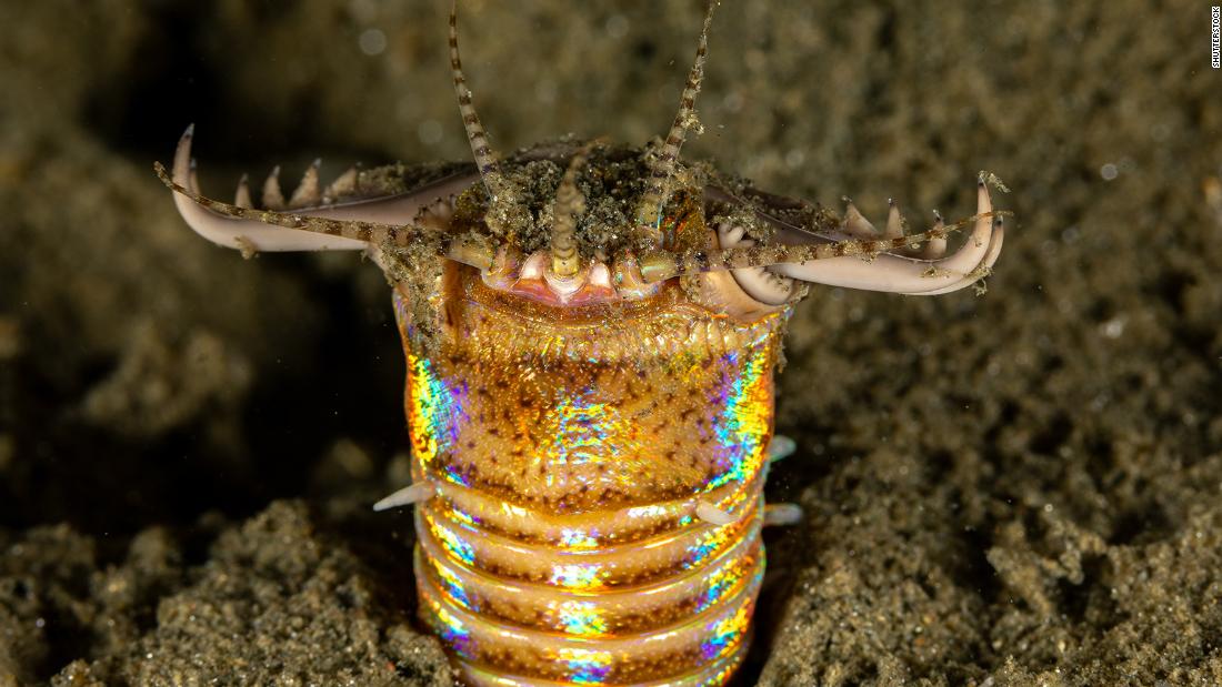Invertebrates: Meet 8 of the weirdest spineless creatures | CNN