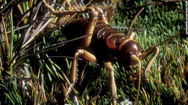 Yeni Zelanda'ya özgü olan dev wētā (Deinacrida tibiospina), dev uçamayan cırcır böceklerinin ailelerinin bir üyesidir.  Bu kanatsız yaratıkların tür adı, "tibia omurgası" anlamına gelir;  veya "shin spine";  - muhtemelen dikenli arka bacaklarına bir gönderme.