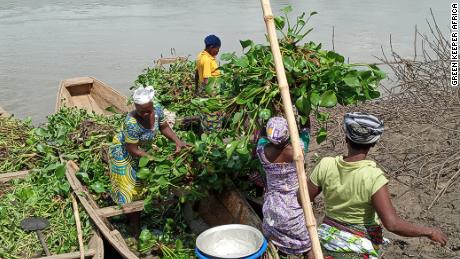Green Keeper Africa employs women from local communities to harvest the aquatic weed.