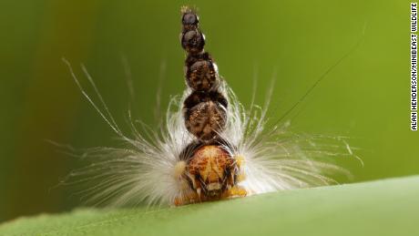 Meet the caterpillar that uses its old heads for defense - CNN