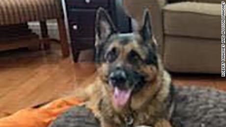 First dog to test positive for Covid-19 in the US, Buddy the German shepherd, has died