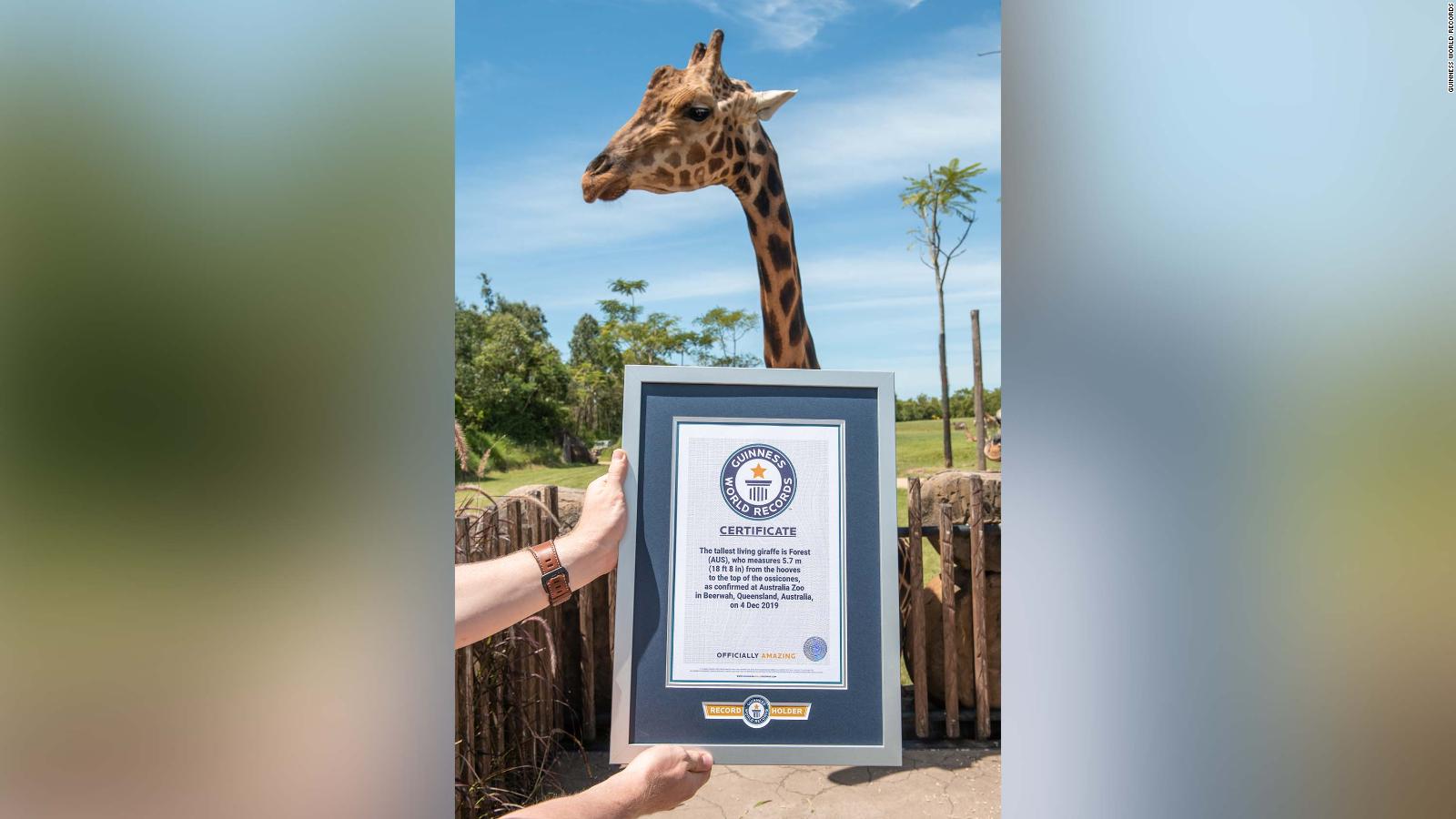 The world's tallest giraffe is Australia Zoo's 12-year-old Forest - CNN