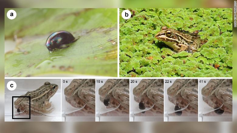 Eaten Water Beetles Survive By Escaping Predator's Anus - CNN