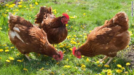 As snuggly as your chickens may look, don&#39;t hug or kiss them, the CDC advises -- they can carry salmonella on their feathers. 