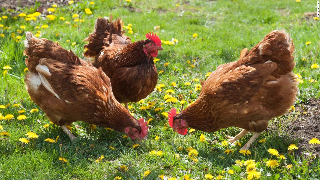 There's a salmonella outbreak in 48 states linked to backyard poultry, and more people are infected than in years past - CNN