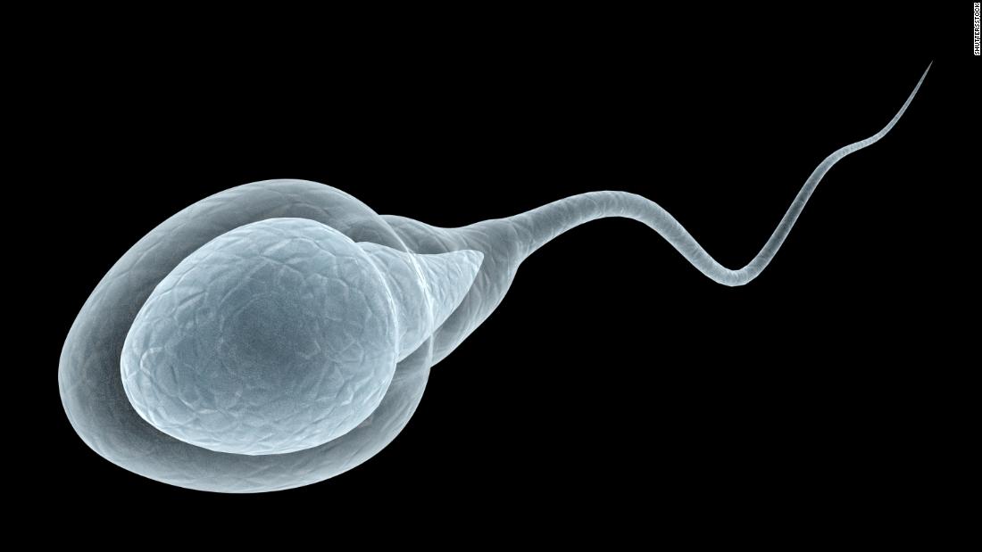 Human sperm roll like 'playful otters' as they swim, study finds, contradicting centuries-old beliefs - CNN