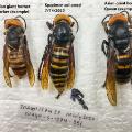 First 'murder Hornet' Trapped In Washington State - CNN