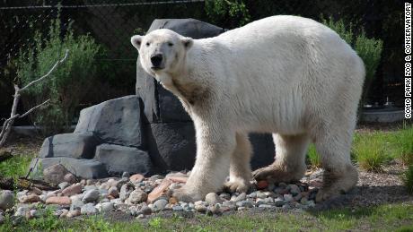 Buzz the polar bear dies at age 24 at Minnesota&#39;s Como Park Zoo