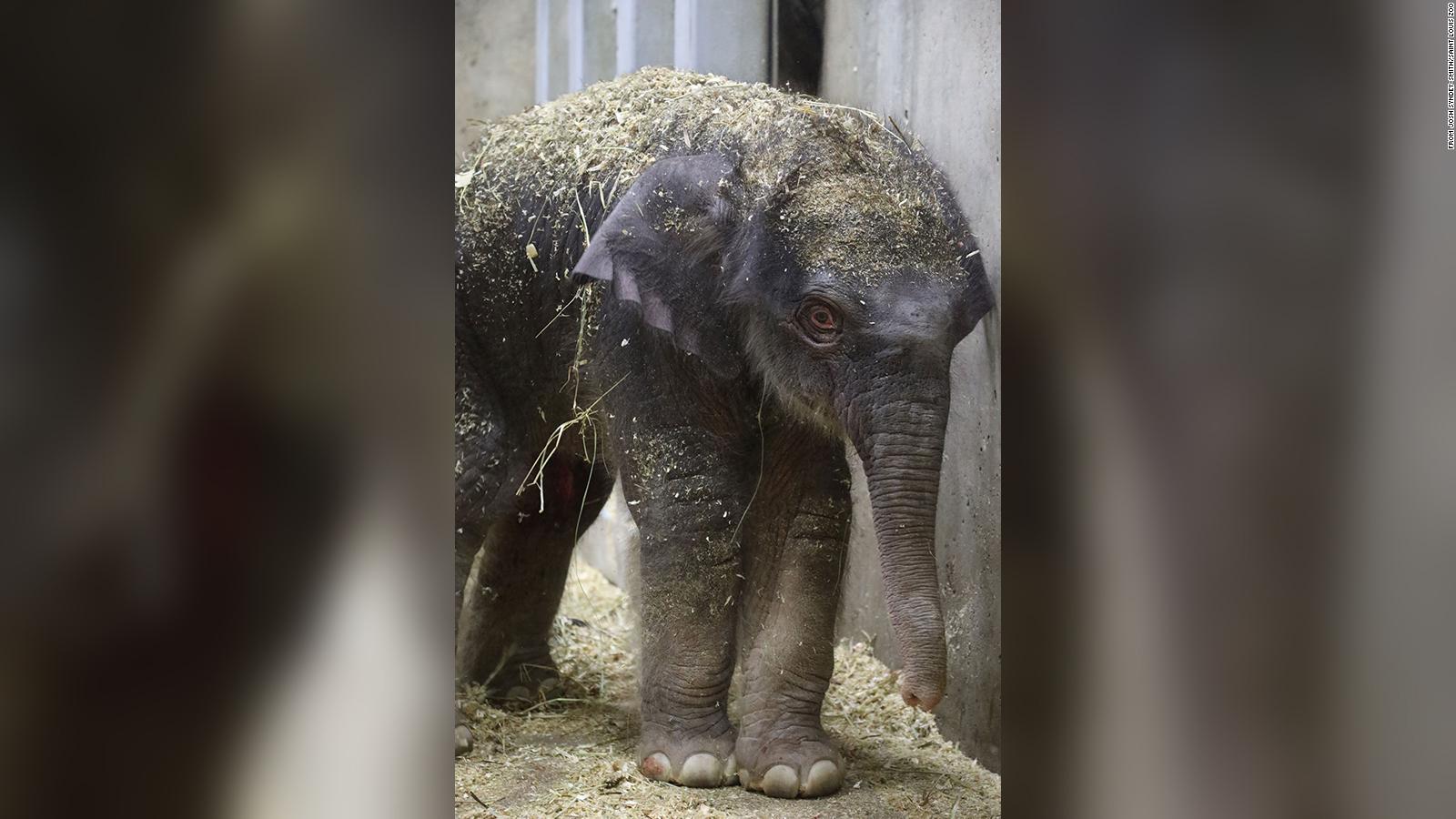 Baby elephant dies 27 days after his birth at St. Louis Zoo - CNN