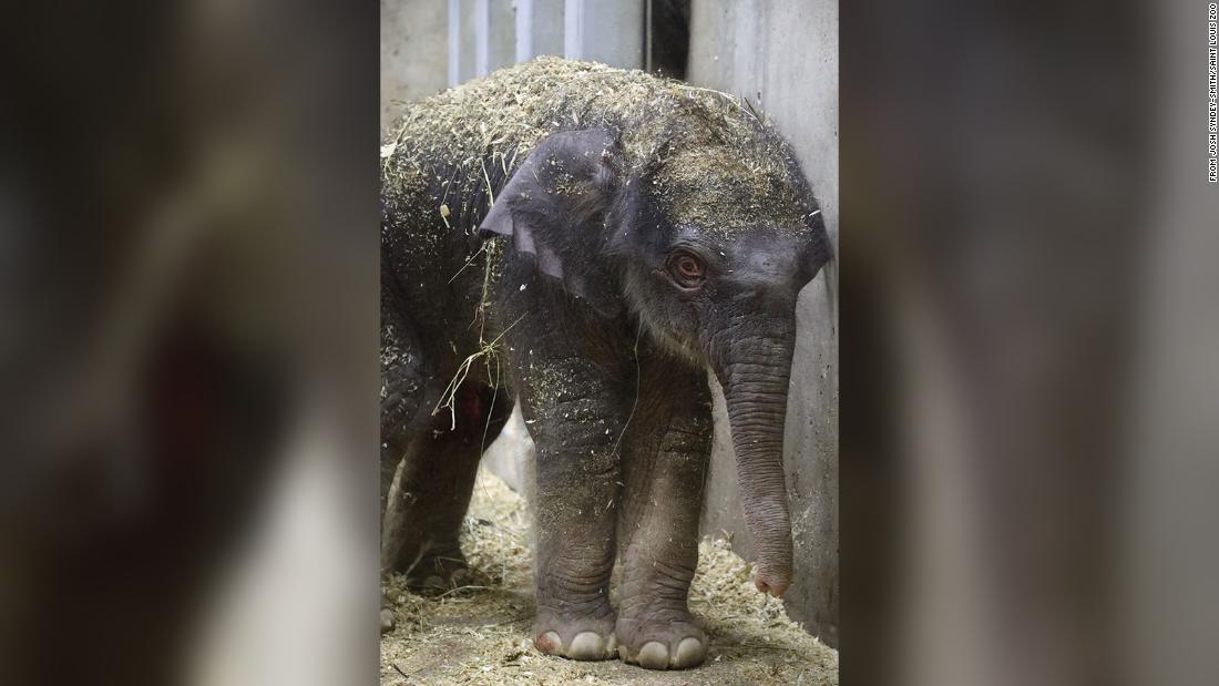 Baby elephant dies suddenly, just before 2nd birthday