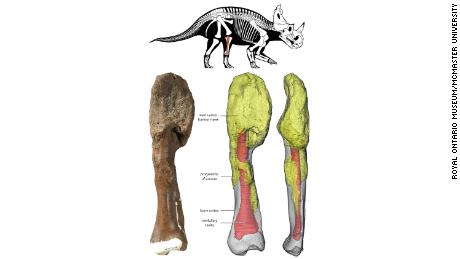 The dinosaur&#39;s main tumor mass is at the top of the bone, and can be seen on the 3D reconstruction in yellow. Centrosaurus diagram by Danielle Dufault. Courtesy of Royal Ontario Museum.