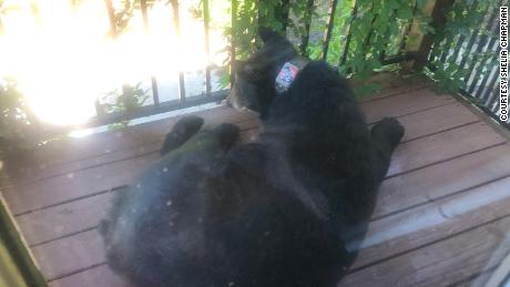 The bear, with adorned sticker, was seen on Champan&#39;s porch.