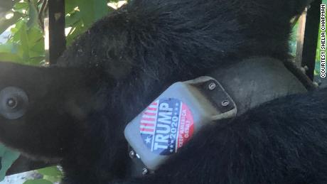 The Trump 2020 sticker was seen attached to the bear&#39;s tracking collar, according to photographs obtained by CNN.